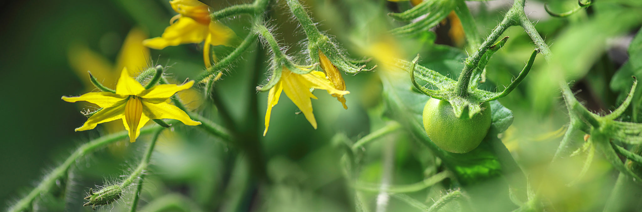 Growing tomatoes at home, close up of tomato flower